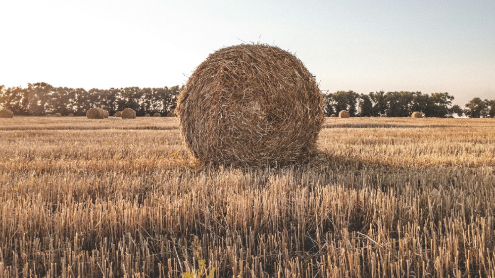 Moisson-2026-botte-foin