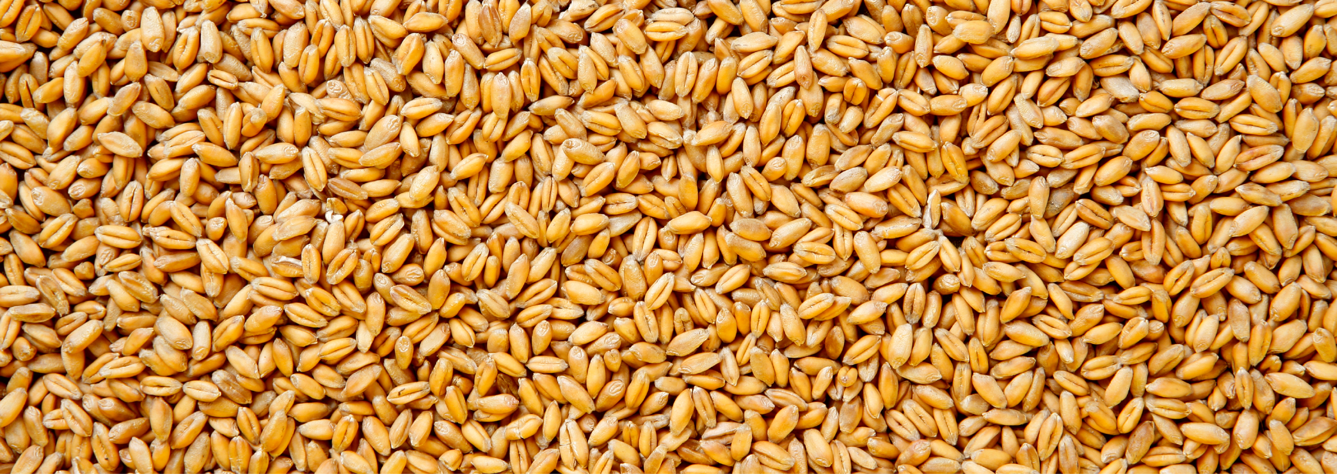 grains de blé