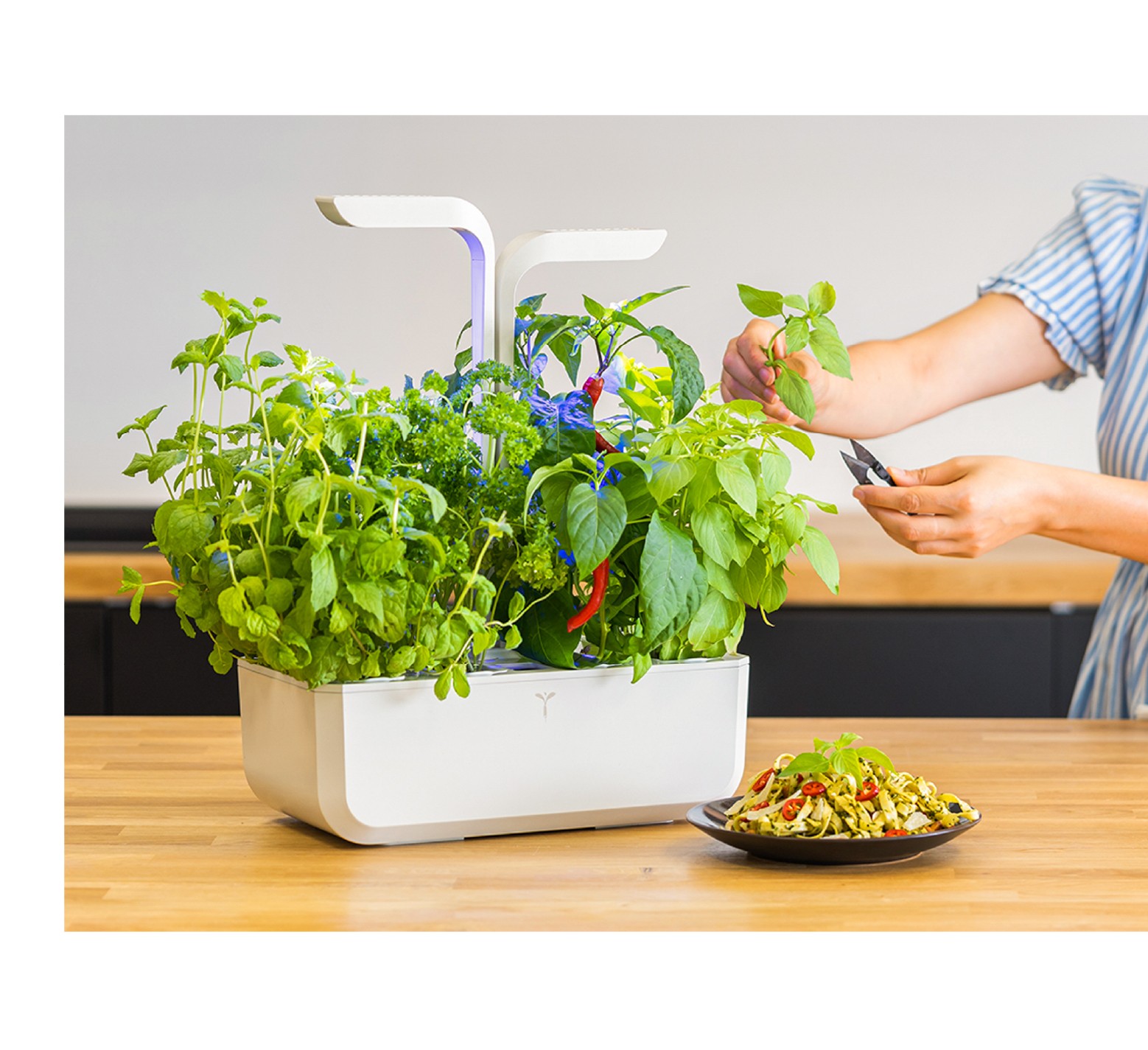 Potager d'Intérieur
