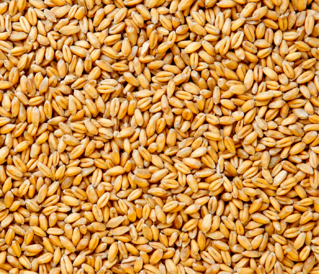 grains de blé